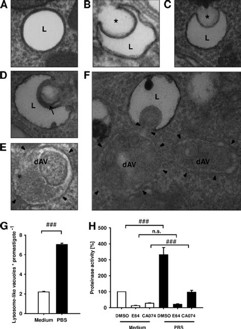 Characterization of lysosome-like vacuoles. (A to F) Stationary-phase ...