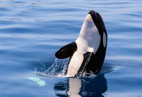 Study reveals what killer whales like to eat - Earth.com