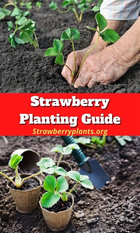 Strawberry Planting Guide (Updated 2022)