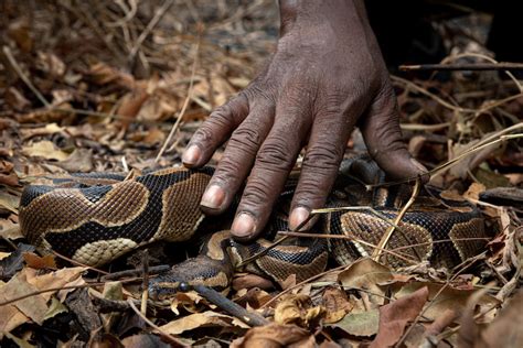 Ball Python Habitat In The Wild