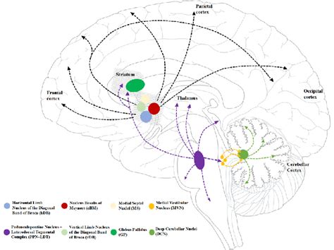 Location of cholinergic cells and their projections. Cerebral ...