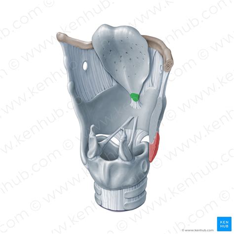 Epiglottis Function