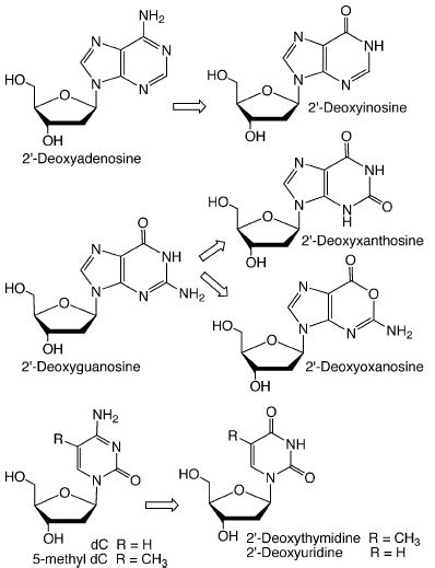 Nucleobase deamination products. | Download Scientific Diagram