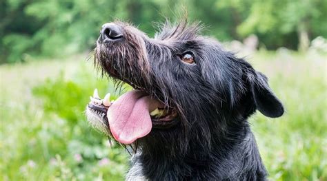 Schnauzer Lab Mix Breed Information, Characteristics, and Facts