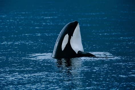 Orca (Killer Whale - Orcinus orca) Facts