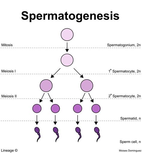 Image result for spermatogenesis | Branches of biology, Mitosis, Meiosis