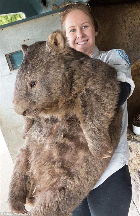 He looks good fur his age! Patrick, the world's oldest wombat ...