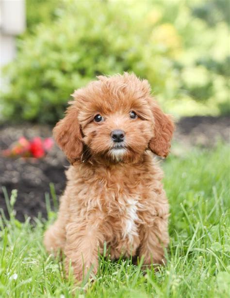 Cockapoo Studs | Lancaster Puppies