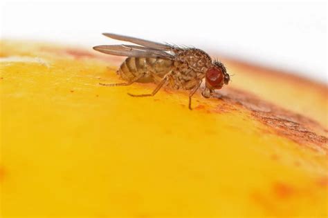 Genetic Breakthrough: Scientists Induce Asexual Reproduction in Fruit Flies