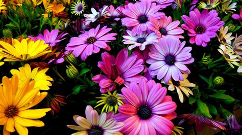 September Flower Wallpapers - Top Free September Flower Backgrounds ...