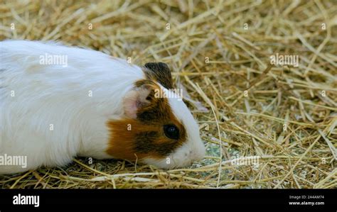 Guinea pig eating hay in zoo Stock Photo - Alamy