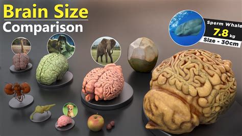 Brain Size Comparison | Animal | Human | Monster | Fictional Brains ...