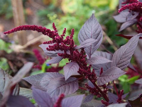 Hopi Red Dye Amaranth Seeds | Plants, Edible landscaping, Amaranthus