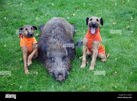 Westfalen Terrier, hunting dogs, two with shot wild boar, Lower Saxony ...