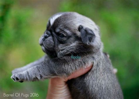 Silver pug puppy #thepugbarrel Pug Puppy, Pugs, Barrel, Puppies, Silver ...