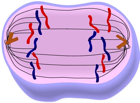 EduPic Cell Drawings