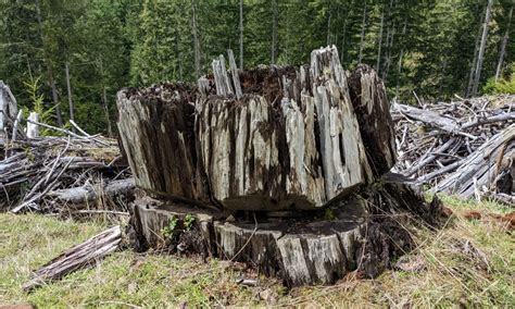 The Tillamook Burn started 90 years ago today - Gales Creek Journal