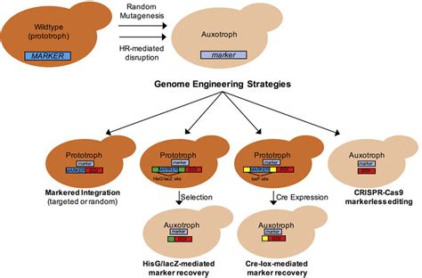 Schematic diagram of the generation and utilization of auxotrophic ...