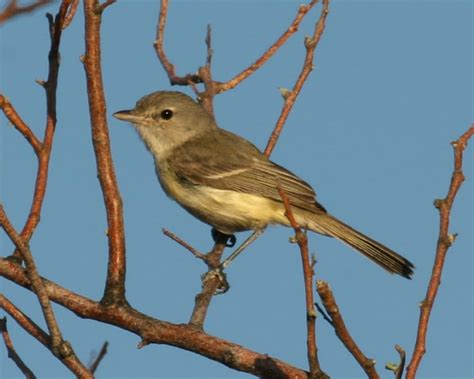 Bell's Vireo photos | Birdspix