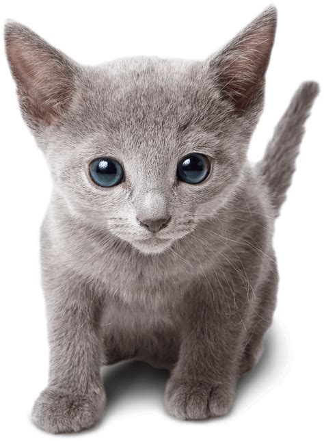 Russian Blue Home - Russian Blue kitten for sale