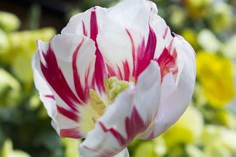 Tulip, close up - Salisbury Greenhouse