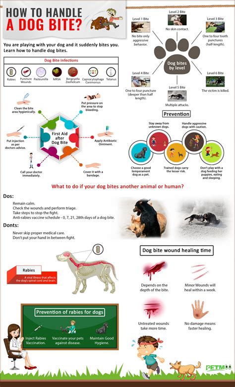 Dog Bite - Treatment And Preventing Injuries - Petmoo