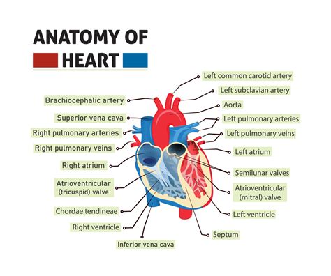 Heart Diagram Labeled Detailed