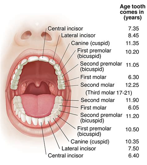 Anatomy and Development of the Mouth and Teeth | University Hospitals