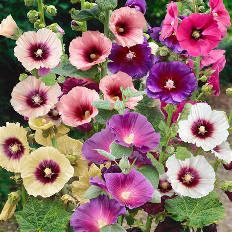 Alcea Rosea Halo Hollyhock Garden Flower Plant Seed Mix