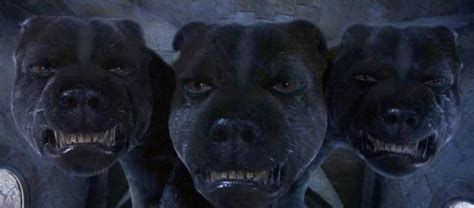 Fluffy - The Three-Headed Dog from Harry Potter