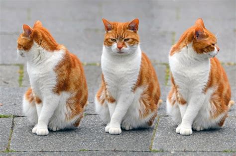 Orange Cat Names: 100 Best Ginger Cat Names