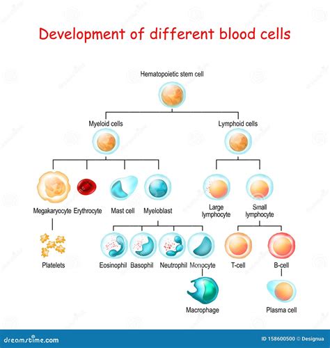 Blood Cells - Illustration Royalty-Free Stock Image | CartoonDealer.com ...