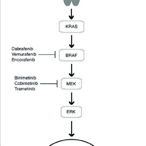 Schematic of the MAPK kinase pathway demonstrating cellular targets of ...