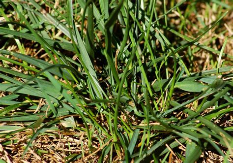 How to Get Rid of Tall Fescue Grass