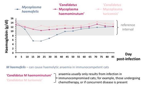 Mycoplasma: A Top Reason for Anemia In Cats