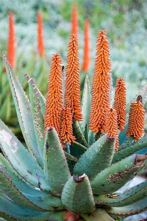 Aloe Vera Plant Flower Stalk | Best Flower Site