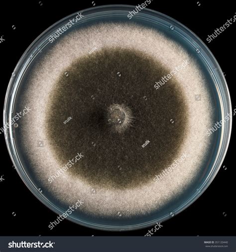 Alternaria Alternata Black Mold Stock Photo 351120440 | Shutterstock