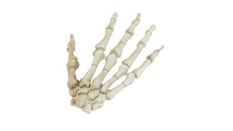 Hand Bones 3D model | CGTrader