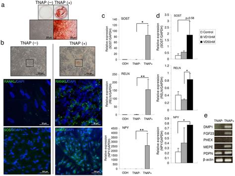 TNAP-positive cells express various osteocyte markers. (a) Osteogenic ...