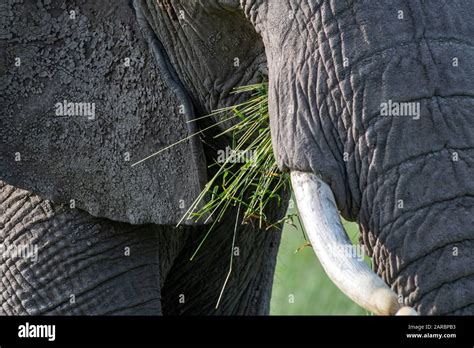 Amboseli National Park, Kenya, Elephants Stock Photo - Alamy