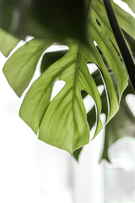 Monstera, leaf, green, plant, HD phone wallpaper | Peakpx