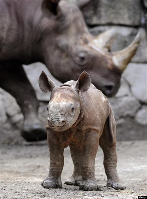 It's Endangered Species Day, But These Adorable Babies Deserve Saving ...