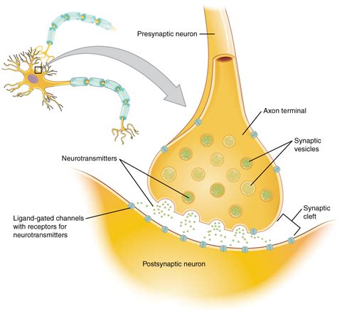 4.2 Autonomic Nervous System Basics – Nursing Pharmacology