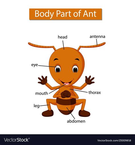 Ant Body Parts Printable