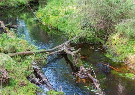 Creek Fishing: How To Catch Unexpected Fun In Little Creeks