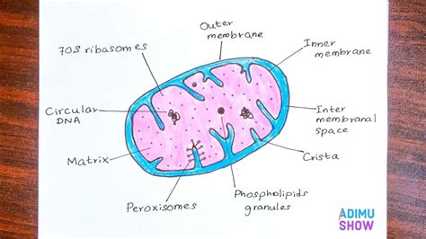 How To Draw And Labelled The Mitochondria | step by step tutorial ...