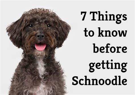 Schnoodle And Schnoodles: Your Perfect Schnoodle Guide Includes ...