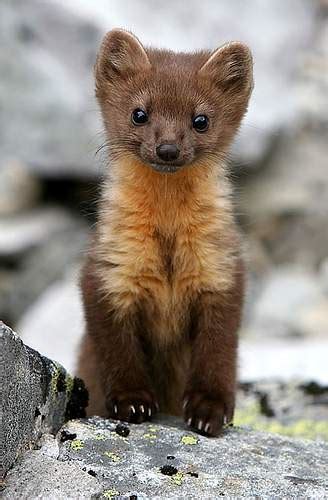 daily mustelid on Tumblr