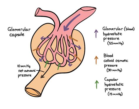 A Decrease in the Glomerular Hydrostatic Pressure Will - JerrykruwFry