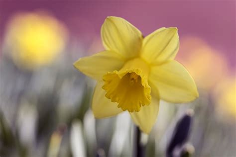 Super Symbolic Daffodil Meanings on Whats-Your-Sign